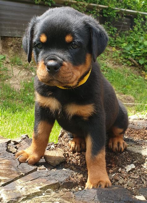Cuccioli rottweilerChi non si informa adeguatamente in anticipo corre il rischio di ricevere cuccioli rottweiler che non hanno la funzione desiderata o sono realizzati con materiali di qualità inferiore. Se volete un prodotto che soddisfi al meglio le vostre aspettative, dovreste provare un cuccioli rottweiler.
  <p>Per i prodotti si possono trovare test online e confronti tra i prodotti.  I confronti tra i prodotti possono aiutare a confrontare le diverse funzioni o proprietà dei diversi prodotti. Di seguito, spieghiamo perché la ricerca è importante e di cosa si dovrebbe essere consapevoli quando si acquista un articolo.
</p>

<h2>Acquisto di Cuccioli rottweiler - criteri importanti</h2>

<p>Una lista di controllo può aiutarti a evitare di dover cercare informazioni sui prodotti su decine di siti web. Di seguito è riportato un esempio di una lista di controllo che può aiutarvi a trovare il prodotto giusto. Importanti criteri di acquisto includono, ad esempio:
</p><ul>
<li>Opinioni dei clienti</li>
<li>Confronti dei prezzi</li>
<li>Dettagli del prodotto</li>
<li>Termini e condizioni di consegna</li>
<li>Domande dei clienti e risposte dei marchi</li>
</ul>
<h2>Qual è l