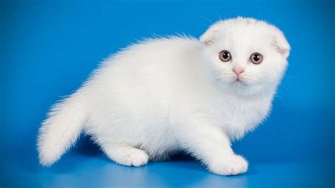 Cuccioli scottish foldChi non si informa adeguatamente in anticipo corre il rischio di ricevere cuccioli scottish fold che non hanno la funzione desiderata o sono realizzati con materiali di qualità inferiore. Se volete un prodotto che soddisfi al meglio le vostre aspettative, dovreste provare un cuccioli scottish fold.
  <p>Per i prodotti si possono trovare test online e confronti tra i prodotti.  I confronti tra i prodotti possono aiutare a confrontare le diverse funzioni o proprietà dei diversi prodotti. Di seguito, spieghiamo perché la ricerca è importante e di cosa si dovrebbe essere consapevoli quando si acquista un articolo.
</p>

<h2>Acquisto di Cuccioli scottish fold - criteri importanti</h2>

<p>Una lista di controllo può aiutarti a evitare di dover cercare informazioni sui prodotti su decine di siti web. Di seguito è riportato un esempio di una lista di controllo che può aiutarvi a trovare il prodotto giusto. Importanti criteri di acquisto includono, ad esempio:
</p><ul>
<li>Opinioni dei clienti</li>
<li>Confronti dei prezzi</li>
<li>Dettagli del prodotto</li>
<li>Termini e condizioni di consegna</li>
<li>Domande dei clienti e risposte dei marchi</li>
</ul>
<h2>Qual è l