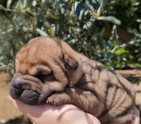 Cuccioli sharpeiChi non si informa adeguatamente in anticipo corre il rischio di ricevere cuccioli sharpei che non hanno la funzione desiderata o sono realizzati con materiali di qualità inferiore. Se volete un prodotto che soddisfi al meglio le vostre aspettative, dovreste provare un cuccioli sharpei.
  <p>Per i prodotti si possono trovare test online e confronti tra i prodotti.  I confronti tra i prodotti possono aiutare a confrontare le diverse funzioni o proprietà dei diversi prodotti. Di seguito, spieghiamo perché la ricerca è importante e di cosa si dovrebbe essere consapevoli quando si acquista un articolo.
</p>

<h2>Acquisto di Cuccioli sharpei - criteri importanti</h2>

<p>Una lista di controllo può aiutarti a evitare di dover cercare informazioni sui prodotti su decine di siti web. Di seguito è riportato un esempio di una lista di controllo che può aiutarvi a trovare il prodotto giusto. Importanti criteri di acquisto includono, ad esempio:
</p><ul>
<li>Opinioni dei clienti</li>
<li>Confronti dei prezzi</li>
<li>Dettagli del prodotto</li>
<li>Termini e condizioni di consegna</li>
<li>Domande dei clienti e risposte dei marchi</li>
</ul>
<h2>Qual è l