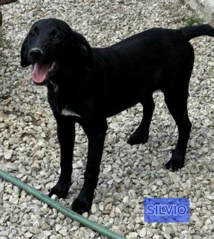 Cuccioli tre mesiChi non si informa adeguatamente in anticipo corre il rischio di ricevere cuccioli tre mesi che non hanno la funzione desiderata o sono realizzati con materiali di qualità inferiore. Se volete un prodotto che soddisfi al meglio le vostre aspettative, dovreste provare un cuccioli tre mesi.
  <p>Per i prodotti si possono trovare test online e confronti tra i prodotti.  I confronti tra i prodotti possono aiutare a confrontare le diverse funzioni o proprietà dei diversi prodotti. Di seguito, spieghiamo perché la ricerca è importante e di cosa si dovrebbe essere consapevoli quando si acquista un articolo.
</p>

<h2>Acquisto di Cuccioli tre mesi - criteri importanti</h2>

<p>Una lista di controllo può aiutarti a evitare di dover cercare informazioni sui prodotti su decine di siti web. Di seguito è riportato un esempio di una lista di controllo che può aiutarvi a trovare il prodotto giusto. Importanti criteri di acquisto includono, ad esempio:
</p><ul>
<li>Opinioni dei clienti</li>
<li>Confronti dei prezzi</li>
<li>Dettagli del prodotto</li>
<li>Termini e condizioni di consegna</li>
<li>Domande dei clienti e risposte dei marchi</li>
</ul>
<h2>Qual è l