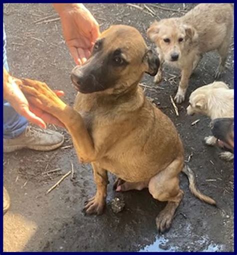 Cucciolo 5 mesiChi non si informa adeguatamente in anticipo corre il rischio di ricevere cucciolo 5 mesi che non hanno la funzione desiderata o sono realizzati con materiali di qualità inferiore. Se volete un prodotto che soddisfi al meglio le vostre aspettative, dovreste provare un cucciolo 5 mesi.
  <p>Per i prodotti si possono trovare test online e confronti tra i prodotti.  I confronti tra i prodotti possono aiutare a confrontare le diverse funzioni o proprietà dei diversi prodotti. Di seguito, spieghiamo perché la ricerca è importante e di cosa si dovrebbe essere consapevoli quando si acquista un articolo.
</p>

<h2>Acquisto di Cucciolo 5 mesi - criteri importanti</h2>

<p>Una lista di controllo può aiutarti a evitare di dover cercare informazioni sui prodotti su decine di siti web. Di seguito è riportato un esempio di una lista di controllo che può aiutarvi a trovare il prodotto giusto. Importanti criteri di acquisto includono, ad esempio:
</p><ul>
<li>Opinioni dei clienti</li>
<li>Confronti dei prezzi</li>
<li>Dettagli del prodotto</li>
<li>Termini e condizioni di consegna</li>
<li>Domande dei clienti e risposte dei marchi</li>
</ul>
<h2>Qual è l