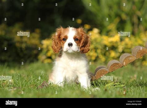 Cucciolo cavalier kingChi non si informa adeguatamente in anticipo corre il rischio di ricevere cucciolo cavalier king che non hanno la funzione desiderata o sono realizzati con materiali di qualità inferiore. Se volete un prodotto che soddisfi al meglio le vostre aspettative, dovreste provare un cucciolo cavalier king.
  <p>Per i prodotti si possono trovare test online e confronti tra i prodotti.  I confronti tra i prodotti possono aiutare a confrontare le diverse funzioni o proprietà dei diversi prodotti. Di seguito, spieghiamo perché la ricerca è importante e di cosa si dovrebbe essere consapevoli quando si acquista un articolo.
</p>

<h2>Acquisto di Cucciolo cavalier king - criteri importanti</h2>

<p>Una lista di controllo può aiutarti a evitare di dover cercare informazioni sui prodotti su decine di siti web. Di seguito è riportato un esempio di una lista di controllo che può aiutarvi a trovare il prodotto giusto. Importanti criteri di acquisto includono, ad esempio:
</p><ul>
<li>Opinioni dei clienti</li>
<li>Confronti dei prezzi</li>
<li>Dettagli del prodotto</li>
<li>Termini e condizioni di consegna</li>
<li>Domande dei clienti e risposte dei marchi</li>
</ul>
<h2>Qual è l