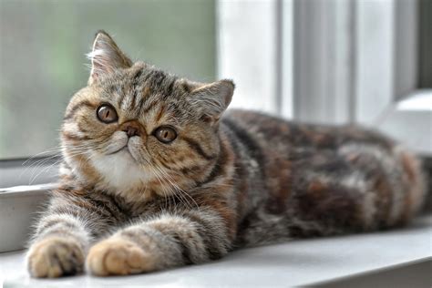 Cucciolo exoticChi non si informa adeguatamente in anticipo corre il rischio di ricevere cucciolo exotic che non hanno la funzione desiderata o sono realizzati con materiali di qualità inferiore. Se volete un prodotto che soddisfi al meglio le vostre aspettative, dovreste provare un cucciolo exotic.
  <p>Per i prodotti si possono trovare test online e confronti tra i prodotti.  I confronti tra i prodotti possono aiutare a confrontare le diverse funzioni o proprietà dei diversi prodotti. Di seguito, spieghiamo perché la ricerca è importante e di cosa si dovrebbe essere consapevoli quando si acquista un articolo.
</p>

<h2>Acquisto di Cucciolo exotic - criteri importanti</h2>

<p>Una lista di controllo può aiutarti a evitare di dover cercare informazioni sui prodotti su decine di siti web. Di seguito è riportato un esempio di una lista di controllo che può aiutarvi a trovare il prodotto giusto. Importanti criteri di acquisto includono, ad esempio:
</p><ul>
<li>Opinioni dei clienti</li>
<li>Confronti dei prezzi</li>
<li>Dettagli del prodotto</li>
<li>Termini e condizioni di consegna</li>
<li>Domande dei clienti e risposte dei marchi</li>
</ul>
<h2>Qual è l