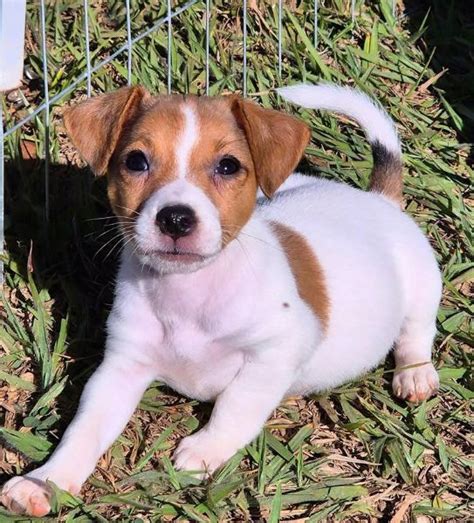 Cucciolo jack russelChi non si informa adeguatamente in anticipo corre il rischio di ricevere cucciolo jack russel che non hanno la funzione desiderata o sono realizzati con materiali di qualità inferiore. Se volete un prodotto che soddisfi al meglio le vostre aspettative, dovreste provare un cucciolo jack russel.
  <p>Per i prodotti si possono trovare test online e confronti tra i prodotti.  I confronti tra i prodotti possono aiutare a confrontare le diverse funzioni o proprietà dei diversi prodotti. Di seguito, spieghiamo perché la ricerca è importante e di cosa si dovrebbe essere consapevoli quando si acquista un articolo.
</p>

<h2>Acquisto di Cucciolo jack russel - criteri importanti</h2>

<p>Una lista di controllo può aiutarti a evitare di dover cercare informazioni sui prodotti su decine di siti web. Di seguito è riportato un esempio di una lista di controllo che può aiutarvi a trovare il prodotto giusto. Importanti criteri di acquisto includono, ad esempio:
</p><ul>
<li>Opinioni dei clienti</li>
<li>Confronti dei prezzi</li>
<li>Dettagli del prodotto</li>
<li>Termini e condizioni di consegna</li>
<li>Domande dei clienti e risposte dei marchi</li>
</ul>
<h2>Qual è l