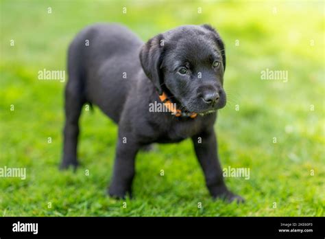 Cucciolo labrador neroChi non si informa adeguatamente in anticipo corre il rischio di ricevere cucciolo labrador nero che non hanno la funzione desiderata o sono realizzati con materiali di qualità inferiore. Se volete un prodotto che soddisfi al meglio le vostre aspettative, dovreste provare un cucciolo labrador nero.
  <p>Per i prodotti si possono trovare test online e confronti tra i prodotti.  I confronti tra i prodotti possono aiutare a confrontare le diverse funzioni o proprietà dei diversi prodotti. Di seguito, spieghiamo perché la ricerca è importante e di cosa si dovrebbe essere consapevoli quando si acquista un articolo.
</p>

<h2>Acquisto di Cucciolo labrador nero - criteri importanti</h2>

<p>Una lista di controllo può aiutarti a evitare di dover cercare informazioni sui prodotti su decine di siti web. Di seguito è riportato un esempio di una lista di controllo che può aiutarvi a trovare il prodotto giusto. Importanti criteri di acquisto includono, ad esempio:
</p><ul>
<li>Opinioni dei clienti</li>
<li>Confronti dei prezzi</li>
<li>Dettagli del prodotto</li>
<li>Termini e condizioni di consegna</li>
<li>Domande dei clienti e risposte dei marchi</li>
</ul>
<h2>Qual è l