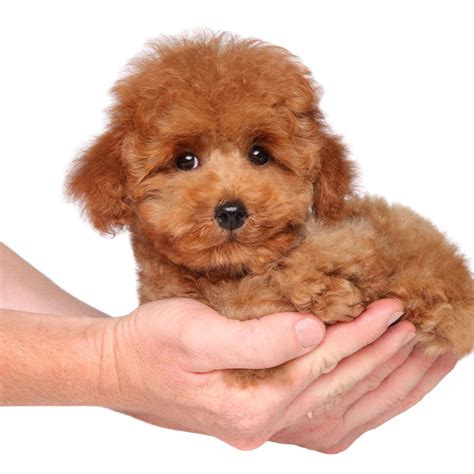 Cucciolo nanoChi non si informa adeguatamente in anticipo corre il rischio di ricevere cucciolo nano che non hanno la funzione desiderata o sono realizzati con materiali di qualità inferiore. Se volete un prodotto che soddisfi al meglio le vostre aspettative, dovreste provare un cucciolo nano.
  <p>Per i prodotti si possono trovare test online e confronti tra i prodotti.  I confronti tra i prodotti possono aiutare a confrontare le diverse funzioni o proprietà dei diversi prodotti. Di seguito, spieghiamo perché la ricerca è importante e di cosa si dovrebbe essere consapevoli quando si acquista un articolo.
</p>

<h2>Acquisto di Cucciolo nano - criteri importanti</h2>

<p>Una lista di controllo può aiutarti a evitare di dover cercare informazioni sui prodotti su decine di siti web. Di seguito è riportato un esempio di una lista di controllo che può aiutarvi a trovare il prodotto giusto. Importanti criteri di acquisto includono, ad esempio:
</p><ul>
<li>Opinioni dei clienti</li>
<li>Confronti dei prezzi</li>
<li>Dettagli del prodotto</li>
<li>Termini e condizioni di consegna</li>
<li>Domande dei clienti e risposte dei marchi</li>
</ul>
<h2>Qual è l