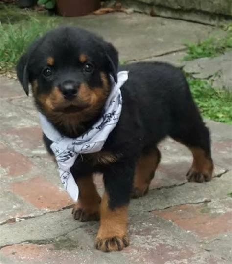 Cucciolo rottweilerChi non si informa adeguatamente in anticipo corre il rischio di ricevere cucciolo rottweiler che non hanno la funzione desiderata o sono realizzati con materiali di qualità inferiore. Se volete un prodotto che soddisfi al meglio le vostre aspettative, dovreste provare un cucciolo rottweiler.
  <p>Per i prodotti si possono trovare test online e confronti tra i prodotti.  I confronti tra i prodotti possono aiutare a confrontare le diverse funzioni o proprietà dei diversi prodotti. Di seguito, spieghiamo perché la ricerca è importante e di cosa si dovrebbe essere consapevoli quando si acquista un articolo.
</p>

<h2>Acquisto di Cucciolo rottweiler - criteri importanti</h2>

<p>Una lista di controllo può aiutarti a evitare di dover cercare informazioni sui prodotti su decine di siti web. Di seguito è riportato un esempio di una lista di controllo che può aiutarvi a trovare il prodotto giusto. Importanti criteri di acquisto includono, ad esempio:
</p><ul>
<li>Opinioni dei clienti</li>
<li>Confronti dei prezzi</li>
<li>Dettagli del prodotto</li>
<li>Termini e condizioni di consegna</li>
<li>Domande dei clienti e risposte dei marchi</li>
</ul>
<h2>Qual è l
