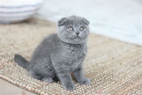 Cucciolo scottish foldChi non si informa adeguatamente in anticipo corre il rischio di ricevere cucciolo scottish fold che non hanno la funzione desiderata o sono realizzati con materiali di qualità inferiore. Se volete un prodotto che soddisfi al meglio le vostre aspettative, dovreste provare un cucciolo scottish fold.
  <p>Per i prodotti si possono trovare test online e confronti tra i prodotti.  I confronti tra i prodotti possono aiutare a confrontare le diverse funzioni o proprietà dei diversi prodotti. Di seguito, spieghiamo perché la ricerca è importante e di cosa si dovrebbe essere consapevoli quando si acquista un articolo.
</p>

<h2>Acquisto di Cucciolo scottish fold - criteri importanti</h2>

<p>Una lista di controllo può aiutarti a evitare di dover cercare informazioni sui prodotti su decine di siti web. Di seguito è riportato un esempio di una lista di controllo che può aiutarvi a trovare il prodotto giusto. Importanti criteri di acquisto includono, ad esempio:
</p><ul>
<li>Opinioni dei clienti</li>
<li>Confronti dei prezzi</li>
<li>Dettagli del prodotto</li>
<li>Termini e condizioni di consegna</li>
<li>Domande dei clienti e risposte dei marchi</li>
</ul>
<h2>Qual è l