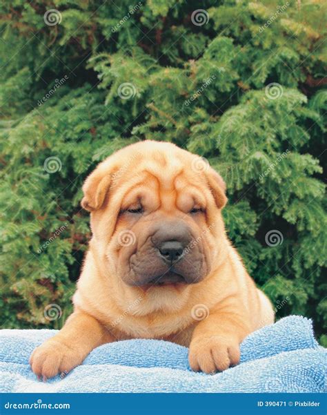 Cucciolo sharpeiChi non si informa adeguatamente in anticipo corre il rischio di ricevere cucciolo sharpei che non hanno la funzione desiderata o sono realizzati con materiali di qualità inferiore. Se volete un prodotto che soddisfi al meglio le vostre aspettative, dovreste provare un cucciolo sharpei.
  <p>Per i prodotti si possono trovare test online e confronti tra i prodotti.  I confronti tra i prodotti possono aiutare a confrontare le diverse funzioni o proprietà dei diversi prodotti. Di seguito, spieghiamo perché la ricerca è importante e di cosa si dovrebbe essere consapevoli quando si acquista un articolo.
</p>

<h2>Acquisto di Cucciolo sharpei - criteri importanti</h2>

<p>Una lista di controllo può aiutarti a evitare di dover cercare informazioni sui prodotti su decine di siti web. Di seguito è riportato un esempio di una lista di controllo che può aiutarvi a trovare il prodotto giusto. Importanti criteri di acquisto includono, ad esempio:
</p><ul>
<li>Opinioni dei clienti</li>
<li>Confronti dei prezzi</li>
<li>Dettagli del prodotto</li>
<li>Termini e condizioni di consegna</li>
<li>Domande dei clienti e risposte dei marchi</li>
</ul>
<h2>Qual è l