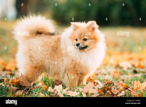 Cucciolo spitz rossoChi non si informa adeguatamente in anticipo corre il rischio di ricevere cucciolo spitz rosso che non hanno la funzione desiderata o sono realizzati con materiali di qualità inferiore. Se volete un prodotto che soddisfi al meglio le vostre aspettative, dovreste provare un cucciolo spitz rosso.
  <p>Per i prodotti si possono trovare test online e confronti tra i prodotti.  I confronti tra i prodotti possono aiutare a confrontare le diverse funzioni o proprietà dei diversi prodotti. Di seguito, spieghiamo perché la ricerca è importante e di cosa si dovrebbe essere consapevoli quando si acquista un articolo.
</p>

<h2>Acquisto di Cucciolo spitz rosso - criteri importanti</h2>

<p>Una lista di controllo può aiutarti a evitare di dover cercare informazioni sui prodotti su decine di siti web. Di seguito è riportato un esempio di una lista di controllo che può aiutarvi a trovare il prodotto giusto. Importanti criteri di acquisto includono, ad esempio:
</p><ul>
<li>Opinioni dei clienti</li>
<li>Confronti dei prezzi</li>
<li>Dettagli del prodotto</li>
<li>Termini e condizioni di consegna</li>
<li>Domande dei clienti e risposte dei marchi</li>
</ul>
<h2>Qual è l