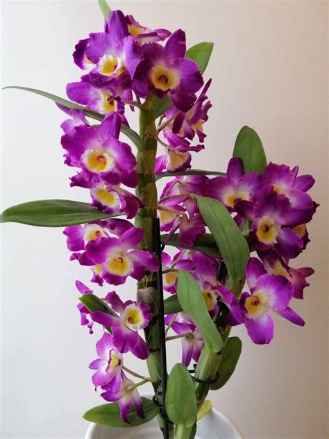 DendrobiumChi non si informa adeguatamente in anticipo corre il rischio di ricevere dendrobium che non hanno la funzione desiderata o sono realizzati con materiali di qualità inferiore. Se volete un prodotto che soddisfi al meglio le vostre aspettative, dovreste provare un dendrobium.
  <p>Per i prodotti si possono trovare test online e confronti tra i prodotti.  I confronti tra i prodotti possono aiutare a confrontare le diverse funzioni o proprietà dei diversi prodotti. Di seguito, spieghiamo perché la ricerca è importante e di cosa si dovrebbe essere consapevoli quando si acquista un articolo.
</p>

<h2>Acquisto di Dendrobium - criteri importanti</h2>

<p>Una lista di controllo può aiutarti a evitare di dover cercare informazioni sui prodotti su decine di siti web. Di seguito è riportato un esempio di una lista di controllo che può aiutarvi a trovare il prodotto giusto. Importanti criteri di acquisto includono, ad esempio:
</p><ul>
<li>Opinioni dei clienti</li>
<li>Confronti dei prezzi</li>
<li>Dettagli del prodotto</li>
<li>Termini e condizioni di consegna</li>
<li>Domande dei clienti e risposte dei marchi</li>
</ul>
<h2>Qual è l