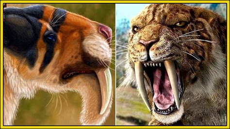 Dente tigreChi non si informa adeguatamente in anticipo corre il rischio di ricevere dente tigre che non hanno la funzione desiderata o sono realizzati con materiali di qualità inferiore. Se volete un prodotto che soddisfi al meglio le vostre aspettative, dovreste provare un dente tigre.
  <p>Per i prodotti si possono trovare test online e confronti tra i prodotti.  I confronti tra i prodotti possono aiutare a confrontare le diverse funzioni o proprietà dei diversi prodotti. Di seguito, spieghiamo perché la ricerca è importante e di cosa si dovrebbe essere consapevoli quando si acquista un articolo.
</p>

<h2>Acquisto di Dente tigre - criteri importanti</h2>

<p>Una lista di controllo può aiutarti a evitare di dover cercare informazioni sui prodotti su decine di siti web. Di seguito è riportato un esempio di una lista di controllo che può aiutarvi a trovare il prodotto giusto. Importanti criteri di acquisto includono, ad esempio:
</p><ul>
<li>Opinioni dei clienti</li>
<li>Confronti dei prezzi</li>
<li>Dettagli del prodotto</li>
<li>Termini e condizioni di consegna</li>
<li>Domande dei clienti e risposte dei marchi</li>
</ul>
<h2>Qual è l