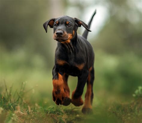 DobermannChi non si informa adeguatamente in anticipo corre il rischio di ricevere dobermann che non hanno la funzione desiderata o sono realizzati con materiali di qualità inferiore. Se volete un prodotto che soddisfi al meglio le vostre aspettative, dovreste provare un dobermann.
  <p>Per i prodotti si possono trovare test online e confronti tra i prodotti.  I confronti tra i prodotti possono aiutare a confrontare le diverse funzioni o proprietà dei diversi prodotti. Di seguito, spieghiamo perché la ricerca è importante e di cosa si dovrebbe essere consapevoli quando si acquista un articolo.
</p>

<h2>Acquisto di Dobermann - criteri importanti</h2>

<p>Una lista di controllo può aiutarti a evitare di dover cercare informazioni sui prodotti su decine di siti web. Di seguito è riportato un esempio di una lista di controllo che può aiutarvi a trovare il prodotto giusto. Importanti criteri di acquisto includono, ad esempio:
</p><ul>
<li>Opinioni dei clienti</li>
<li>Confronti dei prezzi</li>
<li>Dettagli del prodotto</li>
<li>Termini e condizioni di consegna</li>
<li>Domande dei clienti e risposte dei marchi</li>
</ul>
<h2>Qual è l