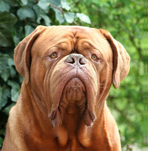 Dogue bordeauxChi non si informa adeguatamente in anticipo corre il rischio di ricevere dogue bordeaux che non hanno la funzione desiderata o sono realizzati con materiali di qualità inferiore. Se volete un prodotto che soddisfi al meglio le vostre aspettative, dovreste provare un dogue bordeaux.
  <p>Per i prodotti si possono trovare test online e confronti tra i prodotti.  I confronti tra i prodotti possono aiutare a confrontare le diverse funzioni o proprietà dei diversi prodotti. Di seguito, spieghiamo perché la ricerca è importante e di cosa si dovrebbe essere consapevoli quando si acquista un articolo.
</p>

<h2>Acquisto di Dogue bordeaux - criteri importanti</h2>

<p>Una lista di controllo può aiutarti a evitare di dover cercare informazioni sui prodotti su decine di siti web. Di seguito è riportato un esempio di una lista di controllo che può aiutarvi a trovare il prodotto giusto. Importanti criteri di acquisto includono, ad esempio:
</p><ul>
<li>Opinioni dei clienti</li>
<li>Confronti dei prezzi</li>
<li>Dettagli del prodotto</li>
<li>Termini e condizioni di consegna</li>
<li>Domande dei clienti e risposte dei marchi</li>
</ul>
<h2>Qual è l