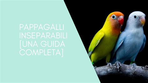 Due coppie inseparabiliChi non si informa adeguatamente in anticipo corre il rischio di ricevere due coppie inseparabili che non hanno la funzione desiderata o sono realizzati con materiali di qualità inferiore. Se volete un prodotto che soddisfi al meglio le vostre aspettative, dovreste provare un due coppie inseparabili.
  <p>Per i prodotti si possono trovare test online e confronti tra i prodotti.  I confronti tra i prodotti possono aiutare a confrontare le diverse funzioni o proprietà dei diversi prodotti. Di seguito, spieghiamo perché la ricerca è importante e di cosa si dovrebbe essere consapevoli quando si acquista un articolo.
</p>

<h2>Acquisto di Due coppie inseparabili - criteri importanti</h2>

<p>Una lista di controllo può aiutarti a evitare di dover cercare informazioni sui prodotti su decine di siti web. Di seguito è riportato un esempio di una lista di controllo che può aiutarvi a trovare il prodotto giusto. Importanti criteri di acquisto includono, ad esempio:
</p><ul>
<li>Opinioni dei clienti</li>
<li>Confronti dei prezzi</li>
<li>Dettagli del prodotto</li>
<li>Termini e condizioni di consegna</li>
<li>Domande dei clienti e risposte dei marchi</li>
</ul>
<h2>Qual è l