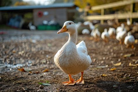 Farm duckChi non si informa adeguatamente in anticipo corre il rischio di ricevere farm duck che non hanno la funzione desiderata o sono realizzati con materiali di qualità inferiore. Se volete un prodotto che soddisfi al meglio le vostre aspettative, dovreste provare un farm duck.
  <p>Per i prodotti si possono trovare test online e confronti tra i prodotti.  I confronti tra i prodotti possono aiutare a confrontare le diverse funzioni o proprietà dei diversi prodotti. Di seguito, spieghiamo perché la ricerca è importante e di cosa si dovrebbe essere consapevoli quando si acquista un articolo.
</p>

<h2>Acquisto di Farm duck - criteri importanti</h2>

<p>Una lista di controllo può aiutarti a evitare di dover cercare informazioni sui prodotti su decine di siti web. Di seguito è riportato un esempio di una lista di controllo che può aiutarvi a trovare il prodotto giusto. Importanti criteri di acquisto includono, ad esempio:
</p><ul>
<li>Opinioni dei clienti</li>
<li>Confronti dei prezzi</li>
<li>Dettagli del prodotto</li>
<li>Termini e condizioni di consegna</li>
<li>Domande dei clienti e risposte dei marchi</li>
</ul>
<h2>Qual è l