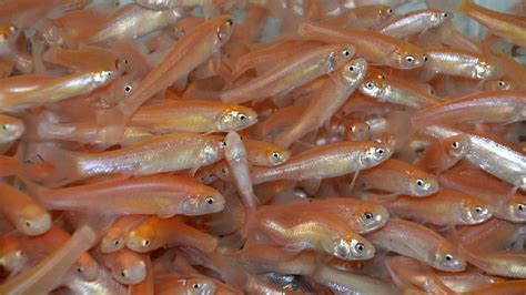 Feeder fishChi non si informa adeguatamente in anticipo corre il rischio di ricevere feeder fish che non hanno la funzione desiderata o sono realizzati con materiali di qualità inferiore. Se volete un prodotto che soddisfi al meglio le vostre aspettative, dovreste provare un feeder fish.
  <p>Per i prodotti si possono trovare test online e confronti tra i prodotti.  I confronti tra i prodotti possono aiutare a confrontare le diverse funzioni o proprietà dei diversi prodotti. Di seguito, spieghiamo perché la ricerca è importante e di cosa si dovrebbe essere consapevoli quando si acquista un articolo.
</p>

<h2>Acquisto di Feeder fish - criteri importanti</h2>

<p>Una lista di controllo può aiutarti a evitare di dover cercare informazioni sui prodotti su decine di siti web. Di seguito è riportato un esempio di una lista di controllo che può aiutarvi a trovare il prodotto giusto. Importanti criteri di acquisto includono, ad esempio:
</p><ul>
<li>Opinioni dei clienti</li>
<li>Confronti dei prezzi</li>
<li>Dettagli del prodotto</li>
<li>Termini e condizioni di consegna</li>
<li>Domande dei clienti e risposte dei marchi</li>
</ul>
<h2>Qual è l
