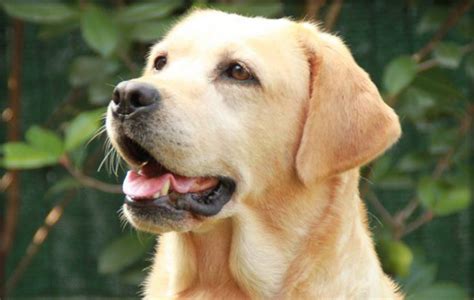Femmina cane labradorChi non si informa adeguatamente in anticipo corre il rischio di ricevere femmina cane labrador che non hanno la funzione desiderata o sono realizzati con materiali di qualità inferiore. Se volete un prodotto che soddisfi al meglio le vostre aspettative, dovreste provare un femmina cane labrador.
  <p>Per i prodotti si possono trovare test online e confronti tra i prodotti.  I confronti tra i prodotti possono aiutare a confrontare le diverse funzioni o proprietà dei diversi prodotti. Di seguito, spieghiamo perché la ricerca è importante e di cosa si dovrebbe essere consapevoli quando si acquista un articolo.
</p>

<h2>Acquisto di Femmina cane labrador - criteri importanti</h2>

<p>Una lista di controllo può aiutarti a evitare di dover cercare informazioni sui prodotti su decine di siti web. Di seguito è riportato un esempio di una lista di controllo che può aiutarvi a trovare il prodotto giusto. Importanti criteri di acquisto includono, ad esempio:
</p><ul>
<li>Opinioni dei clienti</li>
<li>Confronti dei prezzi</li>
<li>Dettagli del prodotto</li>
<li>Termini e condizioni di consegna</li>
<li>Domande dei clienti e risposte dei marchi</li>
</ul>
<h2>Qual è l