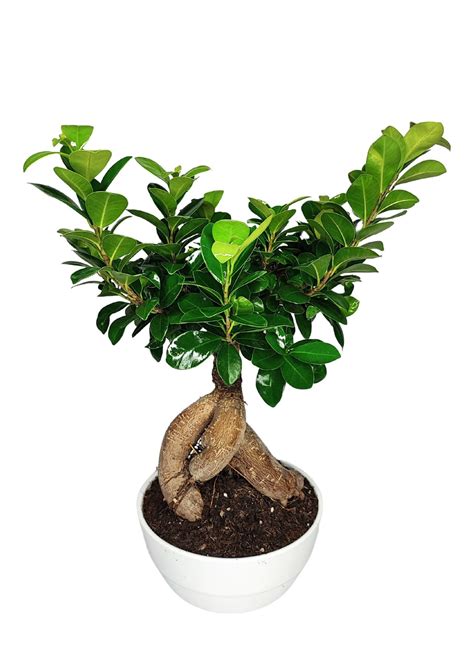 Ficus altezzaChi non si informa adeguatamente in anticipo corre il rischio di ricevere ficus altezza che non hanno la funzione desiderata o sono realizzati con materiali di qualità inferiore. Se volete un prodotto che soddisfi al meglio le vostre aspettative, dovreste provare un ficus altezza.
  <p>Per i prodotti si possono trovare test online e confronti tra i prodotti.  I confronti tra i prodotti possono aiutare a confrontare le diverse funzioni o proprietà dei diversi prodotti. Di seguito, spieghiamo perché la ricerca è importante e di cosa si dovrebbe essere consapevoli quando si acquista un articolo.
</p>

<h2>Acquisto di Ficus altezza - criteri importanti</h2>

<p>Una lista di controllo può aiutarti a evitare di dover cercare informazioni sui prodotti su decine di siti web. Di seguito è riportato un esempio di una lista di controllo che può aiutarvi a trovare il prodotto giusto. Importanti criteri di acquisto includono, ad esempio:
</p><ul>
<li>Opinioni dei clienti</li>
<li>Confronti dei prezzi</li>
<li>Dettagli del prodotto</li>
<li>Termini e condizioni di consegna</li>
<li>Domande dei clienti e risposte dei marchi</li>
</ul>
<h2>Qual è l