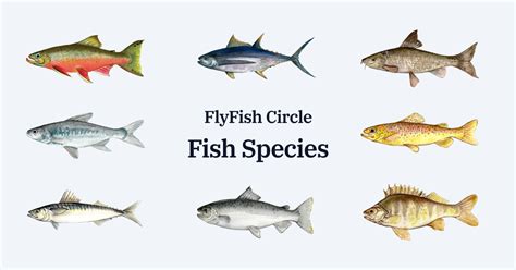 FlyfishChi non si informa adeguatamente in anticipo corre il rischio di ricevere flyfish che non hanno la funzione desiderata o sono realizzati con materiali di qualità inferiore. Se volete un prodotto che soddisfi al meglio le vostre aspettative, dovreste provare un flyfish.
  <p>Per i prodotti si possono trovare test online e confronti tra i prodotti.  I confronti tra i prodotti possono aiutare a confrontare le diverse funzioni o proprietà dei diversi prodotti. Di seguito, spieghiamo perché la ricerca è importante e di cosa si dovrebbe essere consapevoli quando si acquista un articolo.
</p>

<h2>Acquisto di Flyfish - criteri importanti</h2>

<p>Una lista di controllo può aiutarti a evitare di dover cercare informazioni sui prodotti su decine di siti web. Di seguito è riportato un esempio di una lista di controllo che può aiutarvi a trovare il prodotto giusto. Importanti criteri di acquisto includono, ad esempio:
</p><ul>
<li>Opinioni dei clienti</li>
<li>Confronti dei prezzi</li>
<li>Dettagli del prodotto</li>
<li>Termini e condizioni di consegna</li>
<li>Domande dei clienti e risposte dei marchi</li>
</ul>
<h2>Qual è l