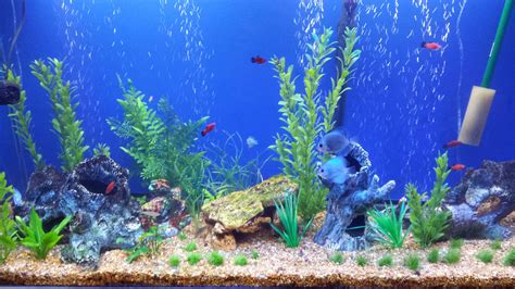 Fondo acquarioChi non si informa adeguatamente in anticipo corre il rischio di ricevere fondo acquario che non hanno la funzione desiderata o sono realizzati con materiali di qualità inferiore. Se volete un prodotto che soddisfi al meglio le vostre aspettative, dovreste provare un fondo acquario.
  <p>Per i prodotti si possono trovare test online e confronti tra i prodotti.  I confronti tra i prodotti possono aiutare a confrontare le diverse funzioni o proprietà dei diversi prodotti. Di seguito, spieghiamo perché la ricerca è importante e di cosa si dovrebbe essere consapevoli quando si acquista un articolo.
</p>

<h2>Acquisto di Fondo acquario - criteri importanti</h2>

<p>Una lista di controllo può aiutarti a evitare di dover cercare informazioni sui prodotti su decine di siti web. Di seguito è riportato un esempio di una lista di controllo che può aiutarvi a trovare il prodotto giusto. Importanti criteri di acquisto includono, ad esempio:
</p><ul>
<li>Opinioni dei clienti</li>
<li>Confronti dei prezzi</li>
<li>Dettagli del prodotto</li>
<li>Termini e condizioni di consegna</li>
<li>Domande dei clienti e risposte dei marchi</li>
</ul>
<h2>Qual è l