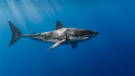 Free sharkChi non si informa adeguatamente in anticipo corre il rischio di ricevere free shark che non hanno la funzione desiderata o sono realizzati con materiali di qualità inferiore. Se volete un prodotto che soddisfi al meglio le vostre aspettative, dovreste provare un free shark.
  <p>Per i prodotti si possono trovare test online e confronti tra i prodotti.  I confronti tra i prodotti possono aiutare a confrontare le diverse funzioni o proprietà dei diversi prodotti. Di seguito, spieghiamo perché la ricerca è importante e di cosa si dovrebbe essere consapevoli quando si acquista un articolo.
</p>

<h2>Acquisto di Free shark - criteri importanti</h2>

<p>Una lista di controllo può aiutarti a evitare di dover cercare informazioni sui prodotti su decine di siti web. Di seguito è riportato un esempio di una lista di controllo che può aiutarvi a trovare il prodotto giusto. Importanti criteri di acquisto includono, ad esempio:
</p><ul>
<li>Opinioni dei clienti</li>
<li>Confronti dei prezzi</li>
<li>Dettagli del prodotto</li>
<li>Termini e condizioni di consegna</li>
<li>Domande dei clienti e risposte dei marchi</li>
</ul>
<h2>Qual è l