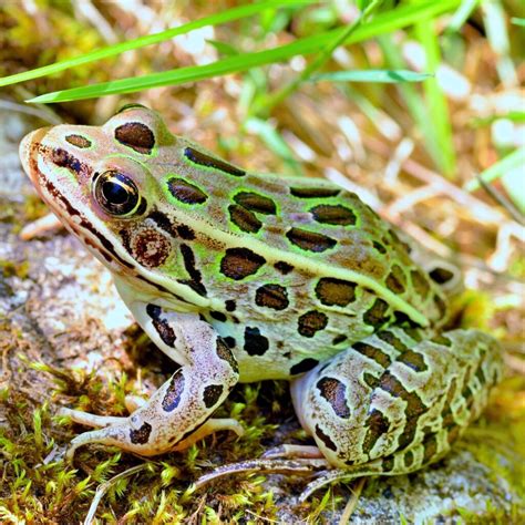 FrogChi non si informa adeguatamente in anticipo corre il rischio di ricevere frog che non hanno la funzione desiderata o sono realizzati con materiali di qualità inferiore. Se volete un prodotto che soddisfi al meglio le vostre aspettative, dovreste provare un frog.
  <p>Per i prodotti si possono trovare test online e confronti tra i prodotti.  I confronti tra i prodotti possono aiutare a confrontare le diverse funzioni o proprietà dei diversi prodotti. Di seguito, spieghiamo perché la ricerca è importante e di cosa si dovrebbe essere consapevoli quando si acquista un articolo.
</p>

<h2>Acquisto di Frog - criteri importanti</h2>

<p>Una lista di controllo può aiutarti a evitare di dover cercare informazioni sui prodotti su decine di siti web. Di seguito è riportato un esempio di una lista di controllo che può aiutarvi a trovare il prodotto giusto. Importanti criteri di acquisto includono, ad esempio:
</p><ul>
<li>Opinioni dei clienti</li>
<li>Confronti dei prezzi</li>
<li>Dettagli del prodotto</li>
<li>Termini e condizioni di consegna</li>
<li>Domande dei clienti e risposte dei marchi</li>
</ul>
<h2>Qual è l