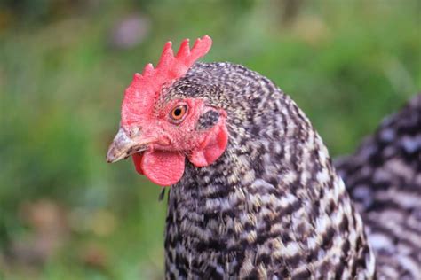 Galline covaChi non si informa adeguatamente in anticipo corre il rischio di ricevere galline cova che non hanno la funzione desiderata o sono realizzati con materiali di qualità inferiore. Se volete un prodotto che soddisfi al meglio le vostre aspettative, dovreste provare un galline cova.
  <p>Per i prodotti si possono trovare test online e confronti tra i prodotti.  I confronti tra i prodotti possono aiutare a confrontare le diverse funzioni o proprietà dei diversi prodotti. Di seguito, spieghiamo perché la ricerca è importante e di cosa si dovrebbe essere consapevoli quando si acquista un articolo.
</p>

<h2>Acquisto di Galline cova - criteri importanti</h2>

<p>Una lista di controllo può aiutarti a evitare di dover cercare informazioni sui prodotti su decine di siti web. Di seguito è riportato un esempio di una lista di controllo che può aiutarvi a trovare il prodotto giusto. Importanti criteri di acquisto includono, ad esempio:
</p><ul>
<li>Opinioni dei clienti</li>
<li>Confronti dei prezzi</li>
<li>Dettagli del prodotto</li>
<li>Termini e condizioni di consegna</li>
<li>Domande dei clienti e risposte dei marchi</li>
</ul>
<h2>Qual è l