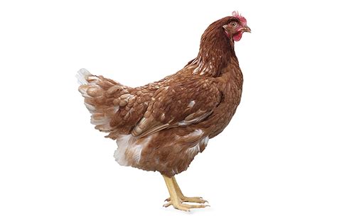 Galline ovaioleChi non si informa adeguatamente in anticipo corre il rischio di ricevere galline ovaiole che non hanno la funzione desiderata o sono realizzati con materiali di qualità inferiore. Se volete un prodotto che soddisfi al meglio le vostre aspettative, dovreste provare un galline ovaiole.
  <p>Per i prodotti si possono trovare test online e confronti tra i prodotti.  I confronti tra i prodotti possono aiutare a confrontare le diverse funzioni o proprietà dei diversi prodotti. Di seguito, spieghiamo perché la ricerca è importante e di cosa si dovrebbe essere consapevoli quando si acquista un articolo.
</p>

<h2>Acquisto di Galline ovaiole - criteri importanti</h2>

<p>Una lista di controllo può aiutarti a evitare di dover cercare informazioni sui prodotti su decine di siti web. Di seguito è riportato un esempio di una lista di controllo che può aiutarvi a trovare il prodotto giusto. Importanti criteri di acquisto includono, ad esempio:
</p><ul>
<li>Opinioni dei clienti</li>
<li>Confronti dei prezzi</li>
<li>Dettagli del prodotto</li>
<li>Termini e condizioni di consegna</li>
<li>Domande dei clienti e risposte dei marchi</li>
</ul>
<h2>Qual è l