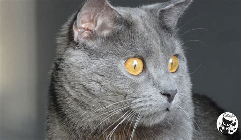Gatti certosiniChi non si informa adeguatamente in anticipo corre il rischio di ricevere gatti certosini che non hanno la funzione desiderata o sono realizzati con materiali di qualità inferiore. Se volete un prodotto che soddisfi al meglio le vostre aspettative, dovreste provare un gatti certosini.
  <p>Per i prodotti si possono trovare test online e confronti tra i prodotti.  I confronti tra i prodotti possono aiutare a confrontare le diverse funzioni o proprietà dei diversi prodotti. Di seguito, spieghiamo perché la ricerca è importante e di cosa si dovrebbe essere consapevoli quando si acquista un articolo.
</p>

<h2>Acquisto di Gatti certosini - criteri importanti</h2>

<p>Una lista di controllo può aiutarti a evitare di dover cercare informazioni sui prodotti su decine di siti web. Di seguito è riportato un esempio di una lista di controllo che può aiutarvi a trovare il prodotto giusto. Importanti criteri di acquisto includono, ad esempio:
</p><ul>
<li>Opinioni dei clienti</li>
<li>Confronti dei prezzi</li>
<li>Dettagli del prodotto</li>
<li>Termini e condizioni di consegna</li>
<li>Domande dei clienti e risposte dei marchi</li>
</ul>
<h2>Qual è l