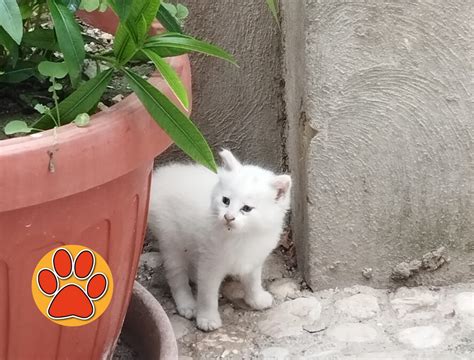 Gattina biancaChi non si informa adeguatamente in anticipo corre il rischio di ricevere gattina bianca che non hanno la funzione desiderata o sono realizzati con materiali di qualità inferiore. Se volete un prodotto che soddisfi al meglio le vostre aspettative, dovreste provare un gattina bianca.
  <p>Per i prodotti si possono trovare test online e confronti tra i prodotti.  I confronti tra i prodotti possono aiutare a confrontare le diverse funzioni o proprietà dei diversi prodotti. Di seguito, spieghiamo perché la ricerca è importante e di cosa si dovrebbe essere consapevoli quando si acquista un articolo.
</p>

<h2>Acquisto di Gattina bianca - criteri importanti</h2>

<p>Una lista di controllo può aiutarti a evitare di dover cercare informazioni sui prodotti su decine di siti web. Di seguito è riportato un esempio di una lista di controllo che può aiutarvi a trovare il prodotto giusto. Importanti criteri di acquisto includono, ad esempio:
</p><ul>
<li>Opinioni dei clienti</li>
<li>Confronti dei prezzi</li>
<li>Dettagli del prodotto</li>
<li>Termini e condizioni di consegna</li>
<li>Domande dei clienti e risposte dei marchi</li>
</ul>
<h2>Qual è l