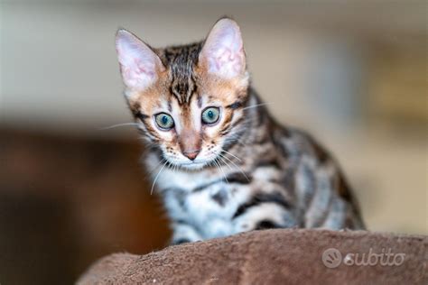 Gattini bengalaChi non si informa adeguatamente in anticipo corre il rischio di ricevere gattini bengala che non hanno la funzione desiderata o sono realizzati con materiali di qualità inferiore. Se volete un prodotto che soddisfi al meglio le vostre aspettative, dovreste provare un gattini bengala.
  <p>Per i prodotti si possono trovare test online e confronti tra i prodotti.  I confronti tra i prodotti possono aiutare a confrontare le diverse funzioni o proprietà dei diversi prodotti. Di seguito, spieghiamo perché la ricerca è importante e di cosa si dovrebbe essere consapevoli quando si acquista un articolo.
</p>

<h2>Acquisto di Gattini bengala - criteri importanti</h2>

<p>Una lista di controllo può aiutarti a evitare di dover cercare informazioni sui prodotti su decine di siti web. Di seguito è riportato un esempio di una lista di controllo che può aiutarvi a trovare il prodotto giusto. Importanti criteri di acquisto includono, ad esempio:
</p><ul>
<li>Opinioni dei clienti</li>
<li>Confronti dei prezzi</li>
<li>Dettagli del prodotto</li>
<li>Termini e condizioni di consegna</li>
<li>Domande dei clienti e risposte dei marchi</li>
</ul>
<h2>Qual è l