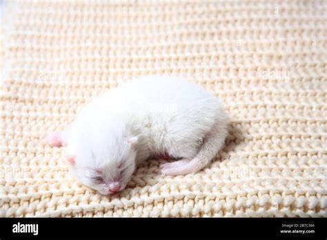 Gattini cuccioli bianchiChi non si informa adeguatamente in anticipo corre il rischio di ricevere gattini cuccioli bianchi che non hanno la funzione desiderata o sono realizzati con materiali di qualità inferiore. Se volete un prodotto che soddisfi al meglio le vostre aspettative, dovreste provare un gattini cuccioli bianchi.
  <p>Per i prodotti si possono trovare test online e confronti tra i prodotti.  I confronti tra i prodotti possono aiutare a confrontare le diverse funzioni o proprietà dei diversi prodotti. Di seguito, spieghiamo perché la ricerca è importante e di cosa si dovrebbe essere consapevoli quando si acquista un articolo.
</p>

<h2>Acquisto di Gattini cuccioli bianchi - criteri importanti</h2>

<p>Una lista di controllo può aiutarti a evitare di dover cercare informazioni sui prodotti su decine di siti web. Di seguito è riportato un esempio di una lista di controllo che può aiutarvi a trovare il prodotto giusto. Importanti criteri di acquisto includono, ad esempio:
</p><ul>
<li>Opinioni dei clienti</li>
<li>Confronti dei prezzi</li>
<li>Dettagli del prodotto</li>
<li>Termini e condizioni di consegna</li>
<li>Domande dei clienti e risposte dei marchi</li>
</ul>
<h2>Qual è l