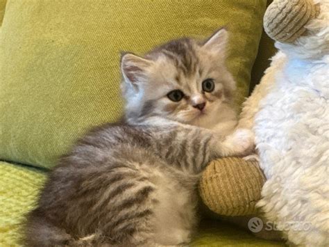 Gattini scottish foldChi non si informa adeguatamente in anticipo corre il rischio di ricevere gattini scottish fold che non hanno la funzione desiderata o sono realizzati con materiali di qualità inferiore. Se volete un prodotto che soddisfi al meglio le vostre aspettative, dovreste provare un gattini scottish fold.
  <p>Per i prodotti si possono trovare test online e confronti tra i prodotti.  I confronti tra i prodotti possono aiutare a confrontare le diverse funzioni o proprietà dei diversi prodotti. Di seguito, spieghiamo perché la ricerca è importante e di cosa si dovrebbe essere consapevoli quando si acquista un articolo.
</p>

<h2>Acquisto di Gattini scottish fold - criteri importanti</h2>

<p>Una lista di controllo può aiutarti a evitare di dover cercare informazioni sui prodotti su decine di siti web. Di seguito è riportato un esempio di una lista di controllo che può aiutarvi a trovare il prodotto giusto. Importanti criteri di acquisto includono, ad esempio:
</p><ul>
<li>Opinioni dei clienti</li>
<li>Confronti dei prezzi</li>
<li>Dettagli del prodotto</li>
<li>Termini e condizioni di consegna</li>
<li>Domande dei clienti e risposte dei marchi</li>
</ul>
<h2>Qual è l