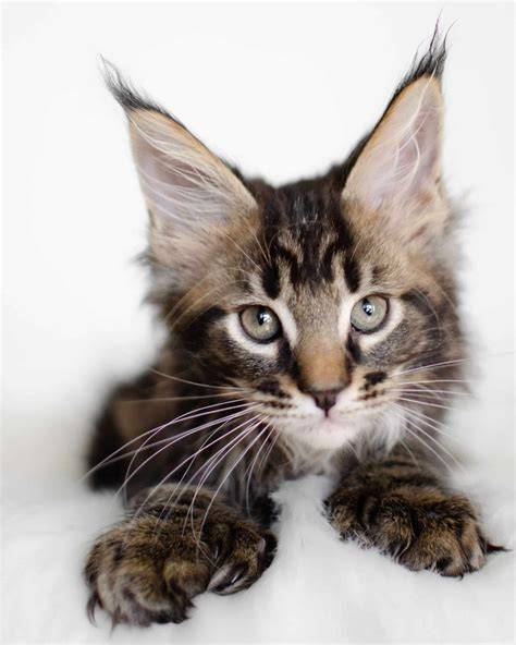 Gattino maine coonChi non si informa adeguatamente in anticipo corre il rischio di ricevere gattino maine coon che non hanno la funzione desiderata o sono realizzati con materiali di qualità inferiore. Se volete un prodotto che soddisfi al meglio le vostre aspettative, dovreste provare un gattino maine coon.
  <p>Per i prodotti si possono trovare test online e confronti tra i prodotti.  I confronti tra i prodotti possono aiutare a confrontare le diverse funzioni o proprietà dei diversi prodotti. Di seguito, spieghiamo perché la ricerca è importante e di cosa si dovrebbe essere consapevoli quando si acquista un articolo.
</p>

<h2>Acquisto di Gattino maine coon - criteri importanti</h2>

<p>Una lista di controllo può aiutarti a evitare di dover cercare informazioni sui prodotti su decine di siti web. Di seguito è riportato un esempio di una lista di controllo che può aiutarvi a trovare il prodotto giusto. Importanti criteri di acquisto includono, ad esempio:
</p><ul>
<li>Opinioni dei clienti</li>
<li>Confronti dei prezzi</li>
<li>Dettagli del prodotto</li>
<li>Termini e condizioni di consegna</li>
<li>Domande dei clienti e risposte dei marchi</li>
</ul>
<h2>Qual è l