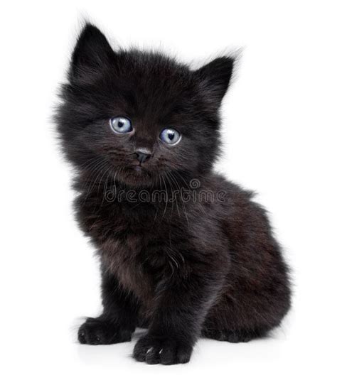 Gattino neroChi non si informa adeguatamente in anticipo corre il rischio di ricevere gattino nero che non hanno la funzione desiderata o sono realizzati con materiali di qualità inferiore. Se volete un prodotto che soddisfi al meglio le vostre aspettative, dovreste provare un gattino nero.
  <p>Per i prodotti si possono trovare test online e confronti tra i prodotti.  I confronti tra i prodotti possono aiutare a confrontare le diverse funzioni o proprietà dei diversi prodotti. Di seguito, spieghiamo perché la ricerca è importante e di cosa si dovrebbe essere consapevoli quando si acquista un articolo.
</p>

<h2>Acquisto di Gattino nero - criteri importanti</h2>

<p>Una lista di controllo può aiutarti a evitare di dover cercare informazioni sui prodotti su decine di siti web. Di seguito è riportato un esempio di una lista di controllo che può aiutarvi a trovare il prodotto giusto. Importanti criteri di acquisto includono, ad esempio:
</p><ul>
<li>Opinioni dei clienti</li>
<li>Confronti dei prezzi</li>
<li>Dettagli del prodotto</li>
<li>Termini e condizioni di consegna</li>
<li>Domande dei clienti e risposte dei marchi</li>
</ul>
<h2>Qual è l