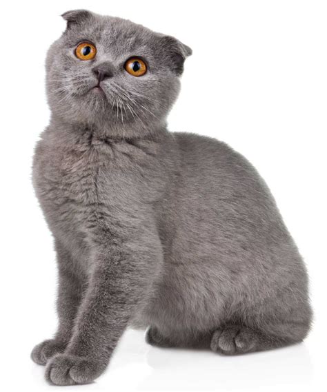 Gatto scottish foldChi non si informa adeguatamente in anticipo corre il rischio di ricevere gatto scottish fold che non hanno la funzione desiderata o sono realizzati con materiali di qualità inferiore. Se volete un prodotto che soddisfi al meglio le vostre aspettative, dovreste provare un gatto scottish fold.
  <p>Per i prodotti si possono trovare test online e confronti tra i prodotti.  I confronti tra i prodotti possono aiutare a confrontare le diverse funzioni o proprietà dei diversi prodotti. Di seguito, spieghiamo perché la ricerca è importante e di cosa si dovrebbe essere consapevoli quando si acquista un articolo.
</p>

<h2>Acquisto di Gatto scottish fold - criteri importanti</h2>

<p>Una lista di controllo può aiutarti a evitare di dover cercare informazioni sui prodotti su decine di siti web. Di seguito è riportato un esempio di una lista di controllo che può aiutarvi a trovare il prodotto giusto. Importanti criteri di acquisto includono, ad esempio:
</p><ul>
<li>Opinioni dei clienti</li>
<li>Confronti dei prezzi</li>
<li>Dettagli del prodotto</li>
<li>Termini e condizioni di consegna</li>
<li>Domande dei clienti e risposte dei marchi</li>
</ul>
<h2>Qual è l