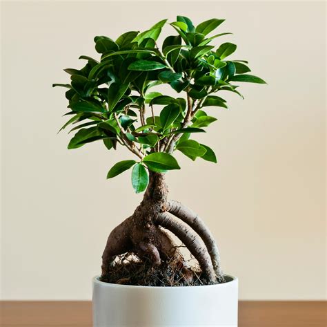 Ginseng bonsaiChi non si informa adeguatamente in anticipo corre il rischio di ricevere ginseng bonsai che non hanno la funzione desiderata o sono realizzati con materiali di qualità inferiore. Se volete un prodotto che soddisfi al meglio le vostre aspettative, dovreste provare un ginseng bonsai.
  <p>Per i prodotti si possono trovare test online e confronti tra i prodotti.  I confronti tra i prodotti possono aiutare a confrontare le diverse funzioni o proprietà dei diversi prodotti. Di seguito, spieghiamo perché la ricerca è importante e di cosa si dovrebbe essere consapevoli quando si acquista un articolo.
</p>

<h2>Acquisto di Ginseng bonsai - criteri importanti</h2>

<p>Una lista di controllo può aiutarti a evitare di dover cercare informazioni sui prodotti su decine di siti web. Di seguito è riportato un esempio di una lista di controllo che può aiutarvi a trovare il prodotto giusto. Importanti criteri di acquisto includono, ad esempio:
</p><ul>
<li>Opinioni dei clienti</li>
<li>Confronti dei prezzi</li>
<li>Dettagli del prodotto</li>
<li>Termini e condizioni di consegna</li>
<li>Domande dei clienti e risposte dei marchi</li>
</ul>
<h2>Qual è l