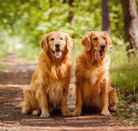 Golden retriverChi non si informa adeguatamente in anticipo corre il rischio di ricevere golden retriver che non hanno la funzione desiderata o sono realizzati con materiali di qualità inferiore. Se volete un prodotto che soddisfi al meglio le vostre aspettative, dovreste provare un golden retriver.
  <p>Per i prodotti si possono trovare test online e confronti tra i prodotti.  I confronti tra i prodotti possono aiutare a confrontare le diverse funzioni o proprietà dei diversi prodotti. Di seguito, spieghiamo perché la ricerca è importante e di cosa si dovrebbe essere consapevoli quando si acquista un articolo.
</p>

<h2>Acquisto di Golden retriver - criteri importanti</h2>

<p>Una lista di controllo può aiutarti a evitare di dover cercare informazioni sui prodotti su decine di siti web. Di seguito è riportato un esempio di una lista di controllo che può aiutarvi a trovare il prodotto giusto. Importanti criteri di acquisto includono, ad esempio:
</p><ul>
<li>Opinioni dei clienti</li>
<li>Confronti dei prezzi</li>
<li>Dettagli del prodotto</li>
<li>Termini e condizioni di consegna</li>
<li>Domande dei clienti e risposte dei marchi</li>
</ul>
<h2>Qual è l