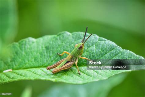 GrasshopperChi non si informa adeguatamente in anticipo corre il rischio di ricevere grasshopper che non hanno la funzione desiderata o sono realizzati con materiali di qualità inferiore. Se volete un prodotto che soddisfi al meglio le vostre aspettative, dovreste provare un grasshopper.
  <p>Per i prodotti si possono trovare test online e confronti tra i prodotti.  I confronti tra i prodotti possono aiutare a confrontare le diverse funzioni o proprietà dei diversi prodotti. Di seguito, spieghiamo perché la ricerca è importante e di cosa si dovrebbe essere consapevoli quando si acquista un articolo.
</p>

<h2>Acquisto di Grasshopper - criteri importanti</h2>

<p>Una lista di controllo può aiutarti a evitare di dover cercare informazioni sui prodotti su decine di siti web. Di seguito è riportato un esempio di una lista di controllo che può aiutarvi a trovare il prodotto giusto. Importanti criteri di acquisto includono, ad esempio:
</p><ul>
<li>Opinioni dei clienti</li>
<li>Confronti dei prezzi</li>
<li>Dettagli del prodotto</li>
<li>Termini e condizioni di consegna</li>
<li>Domande dei clienti e risposte dei marchi</li>
</ul>
<h2>Qual è l