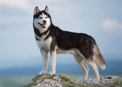 Husky siberianChi non si informa adeguatamente in anticipo corre il rischio di ricevere husky siberian che non hanno la funzione desiderata o sono realizzati con materiali di qualità inferiore. Se volete un prodotto che soddisfi al meglio le vostre aspettative, dovreste provare un husky siberian.
  <p>Per i prodotti si possono trovare test online e confronti tra i prodotti.  I confronti tra i prodotti possono aiutare a confrontare le diverse funzioni o proprietà dei diversi prodotti. Di seguito, spieghiamo perché la ricerca è importante e di cosa si dovrebbe essere consapevoli quando si acquista un articolo.
</p>

<h2>Acquisto di Husky siberian - criteri importanti</h2>

<p>Una lista di controllo può aiutarti a evitare di dover cercare informazioni sui prodotti su decine di siti web. Di seguito è riportato un esempio di una lista di controllo che può aiutarvi a trovare il prodotto giusto. Importanti criteri di acquisto includono, ad esempio:
</p><ul>
<li>Opinioni dei clienti</li>
<li>Confronti dei prezzi</li>
<li>Dettagli del prodotto</li>
<li>Termini e condizioni di consegna</li>
<li>Domande dei clienti e risposte dei marchi</li>
</ul>
<h2>Qual è l