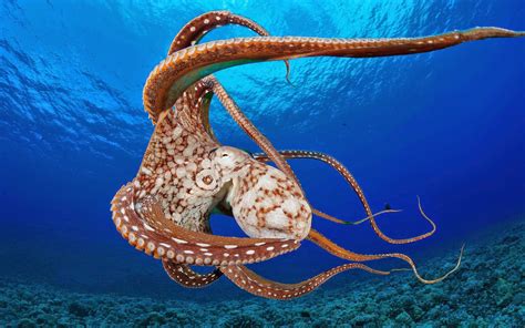 Invertebrati mariniChi non si informa adeguatamente in anticipo corre il rischio di ricevere invertebrati marini che non hanno la funzione desiderata o sono realizzati con materiali di qualità inferiore. Se volete un prodotto che soddisfi al meglio le vostre aspettative, dovreste provare un invertebrati marini.
  <p>Per i prodotti si possono trovare test online e confronti tra i prodotti.  I confronti tra i prodotti possono aiutare a confrontare le diverse funzioni o proprietà dei diversi prodotti. Di seguito, spieghiamo perché la ricerca è importante e di cosa si dovrebbe essere consapevoli quando si acquista un articolo.
</p>

<h2>Acquisto di Invertebrati marini - criteri importanti</h2>

<p>Una lista di controllo può aiutarti a evitare di dover cercare informazioni sui prodotti su decine di siti web. Di seguito è riportato un esempio di una lista di controllo che può aiutarvi a trovare il prodotto giusto. Importanti criteri di acquisto includono, ad esempio:
</p><ul>
<li>Opinioni dei clienti</li>
<li>Confronti dei prezzi</li>
<li>Dettagli del prodotto</li>
<li>Termini e condizioni di consegna</li>
<li>Domande dei clienti e risposte dei marchi</li>
</ul>
<h2>Qual è l