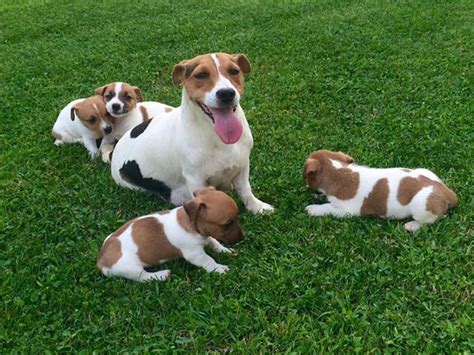Jack russel cuccioliChi non si informa adeguatamente in anticipo corre il rischio di ricevere jack russel cuccioli che non hanno la funzione desiderata o sono realizzati con materiali di qualità inferiore. Se volete un prodotto che soddisfi al meglio le vostre aspettative, dovreste provare un jack russel cuccioli.
  <p>Per i prodotti si possono trovare test online e confronti tra i prodotti.  I confronti tra i prodotti possono aiutare a confrontare le diverse funzioni o proprietà dei diversi prodotti. Di seguito, spieghiamo perché la ricerca è importante e di cosa si dovrebbe essere consapevoli quando si acquista un articolo.
</p>

<h2>Acquisto di Jack russel cuccioli - criteri importanti</h2>

<p>Una lista di controllo può aiutarti a evitare di dover cercare informazioni sui prodotti su decine di siti web. Di seguito è riportato un esempio di una lista di controllo che può aiutarvi a trovare il prodotto giusto. Importanti criteri di acquisto includono, ad esempio:
</p><ul>
<li>Opinioni dei clienti</li>
<li>Confronti dei prezzi</li>
<li>Dettagli del prodotto</li>
<li>Termini e condizioni di consegna</li>
<li>Domande dei clienti e risposte dei marchi</li>
</ul>
<h2>Qual è l