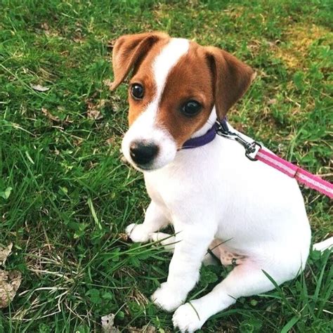 Jack russel regaloChi non si informa adeguatamente in anticipo corre il rischio di ricevere jack russel regalo che non hanno la funzione desiderata o sono realizzati con materiali di qualità inferiore. Se volete un prodotto che soddisfi al meglio le vostre aspettative, dovreste provare un jack russel regalo.
  <p>Per i prodotti si possono trovare test online e confronti tra i prodotti.  I confronti tra i prodotti possono aiutare a confrontare le diverse funzioni o proprietà dei diversi prodotti. Di seguito, spieghiamo perché la ricerca è importante e di cosa si dovrebbe essere consapevoli quando si acquista un articolo.
</p>

<h2>Acquisto di Jack russel regalo - criteri importanti</h2>

<p>Una lista di controllo può aiutarti a evitare di dover cercare informazioni sui prodotti su decine di siti web. Di seguito è riportato un esempio di una lista di controllo che può aiutarvi a trovare il prodotto giusto. Importanti criteri di acquisto includono, ad esempio:
</p><ul>
<li>Opinioni dei clienti</li>
<li>Confronti dei prezzi</li>
<li>Dettagli del prodotto</li>
<li>Termini e condizioni di consegna</li>
<li>Domande dei clienti e risposte dei marchi</li>
</ul>
<h2>Qual è l