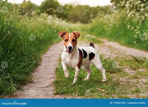Jack russell gambaChi non si informa adeguatamente in anticipo corre il rischio di ricevere jack russell gamba che non hanno la funzione desiderata o sono realizzati con materiali di qualità inferiore. Se volete un prodotto che soddisfi al meglio le vostre aspettative, dovreste provare un jack russell gamba.
  <p>Per i prodotti si possono trovare test online e confronti tra i prodotti.  I confronti tra i prodotti possono aiutare a confrontare le diverse funzioni o proprietà dei diversi prodotti. Di seguito, spieghiamo perché la ricerca è importante e di cosa si dovrebbe essere consapevoli quando si acquista un articolo.
</p>

<h2>Acquisto di Jack russell gamba - criteri importanti</h2>

<p>Una lista di controllo può aiutarti a evitare di dover cercare informazioni sui prodotti su decine di siti web. Di seguito è riportato un esempio di una lista di controllo che può aiutarvi a trovare il prodotto giusto. Importanti criteri di acquisto includono, ad esempio:
</p><ul>
<li>Opinioni dei clienti</li>
<li>Confronti dei prezzi</li>
<li>Dettagli del prodotto</li>
<li>Termini e condizioni di consegna</li>
<li>Domande dei clienti e risposte dei marchi</li>
</ul>
<h2>Qual è l