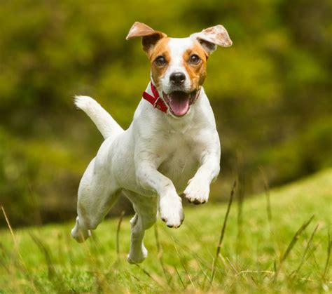 Jack russell soloChi non si informa adeguatamente in anticipo corre il rischio di ricevere jack russell solo che non hanno la funzione desiderata o sono realizzati con materiali di qualità inferiore. Se volete un prodotto che soddisfi al meglio le vostre aspettative, dovreste provare un jack russell solo.
  <p>Per i prodotti si possono trovare test online e confronti tra i prodotti.  I confronti tra i prodotti possono aiutare a confrontare le diverse funzioni o proprietà dei diversi prodotti. Di seguito, spieghiamo perché la ricerca è importante e di cosa si dovrebbe essere consapevoli quando si acquista un articolo.
</p>

<h2>Acquisto di Jack russell solo - criteri importanti</h2>

<p>Una lista di controllo può aiutarti a evitare di dover cercare informazioni sui prodotti su decine di siti web. Di seguito è riportato un esempio di una lista di controllo che può aiutarvi a trovare il prodotto giusto. Importanti criteri di acquisto includono, ad esempio:
</p><ul>
<li>Opinioni dei clienti</li>
<li>Confronti dei prezzi</li>
<li>Dettagli del prodotto</li>
<li>Termini e condizioni di consegna</li>
<li>Domande dei clienti e risposte dei marchi</li>
</ul>
<h2>Qual è l