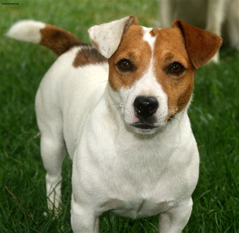 Jack russell terrierChi non si informa adeguatamente in anticipo corre il rischio di ricevere jack russell terrier che non hanno la funzione desiderata o sono realizzati con materiali di qualità inferiore. Se volete un prodotto che soddisfi al meglio le vostre aspettative, dovreste provare un jack russell terrier.
  <p>Per i prodotti si possono trovare test online e confronti tra i prodotti.  I confronti tra i prodotti possono aiutare a confrontare le diverse funzioni o proprietà dei diversi prodotti. Di seguito, spieghiamo perché la ricerca è importante e di cosa si dovrebbe essere consapevoli quando si acquista un articolo.
</p>

<h2>Acquisto di Jack russell terrier - criteri importanti</h2>

<p>Una lista di controllo può aiutarti a evitare di dover cercare informazioni sui prodotti su decine di siti web. Di seguito è riportato un esempio di una lista di controllo che può aiutarvi a trovare il prodotto giusto. Importanti criteri di acquisto includono, ad esempio:
</p><ul>
<li>Opinioni dei clienti</li>
<li>Confronti dei prezzi</li>
<li>Dettagli del prodotto</li>
<li>Termini e condizioni di consegna</li>
<li>Domande dei clienti e risposte dei marchi</li>
</ul>
<h2>Qual è l