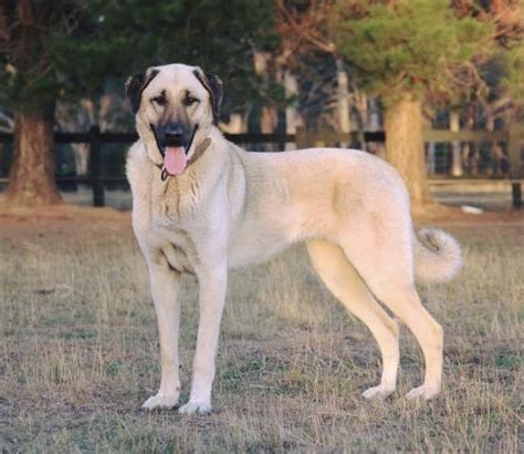 KangalChi non si informa adeguatamente in anticipo corre il rischio di ricevere kangal che non hanno la funzione desiderata o sono realizzati con materiali di qualità inferiore. Se volete un prodotto che soddisfi al meglio le vostre aspettative, dovreste provare un kangal.
  <p>Per i prodotti si possono trovare test online e confronti tra i prodotti.  I confronti tra i prodotti possono aiutare a confrontare le diverse funzioni o proprietà dei diversi prodotti. Di seguito, spieghiamo perché la ricerca è importante e di cosa si dovrebbe essere consapevoli quando si acquista un articolo.
</p>

<h2>Acquisto di Kangal - criteri importanti</h2>

<p>Una lista di controllo può aiutarti a evitare di dover cercare informazioni sui prodotti su decine di siti web. Di seguito è riportato un esempio di una lista di controllo che può aiutarvi a trovare il prodotto giusto. Importanti criteri di acquisto includono, ad esempio:
</p><ul>
<li>Opinioni dei clienti</li>
<li>Confronti dei prezzi</li>
<li>Dettagli del prodotto</li>
<li>Termini e condizioni di consegna</li>
<li>Domande dei clienti e risposte dei marchi</li>
</ul>
<h2>Qual è l