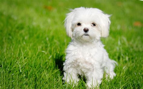 Maltese cuccioloChi non si informa adeguatamente in anticipo corre il rischio di ricevere maltese cucciolo che non hanno la funzione desiderata o sono realizzati con materiali di qualità inferiore. Se volete un prodotto che soddisfi al meglio le vostre aspettative, dovreste provare un maltese cucciolo.
  <p>Per i prodotti si possono trovare test online e confronti tra i prodotti.  I confronti tra i prodotti possono aiutare a confrontare le diverse funzioni o proprietà dei diversi prodotti. Di seguito, spieghiamo perché la ricerca è importante e di cosa si dovrebbe essere consapevoli quando si acquista un articolo.
</p>

<h2>Acquisto di Maltese cucciolo - criteri importanti</h2>

<p>Una lista di controllo può aiutarti a evitare di dover cercare informazioni sui prodotti su decine di siti web. Di seguito è riportato un esempio di una lista di controllo che può aiutarvi a trovare il prodotto giusto. Importanti criteri di acquisto includono, ad esempio:
</p><ul>
<li>Opinioni dei clienti</li>
<li>Confronti dei prezzi</li>
<li>Dettagli del prodotto</li>
<li>Termini e condizioni di consegna</li>
<li>Domande dei clienti e risposte dei marchi</li>
</ul>
<h2>Qual è l