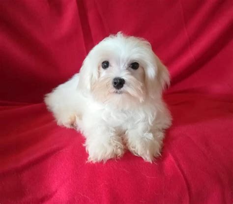 Maltese maschioChi non si informa adeguatamente in anticipo corre il rischio di ricevere maltese maschio che non hanno la funzione desiderata o sono realizzati con materiali di qualità inferiore. Se volete un prodotto che soddisfi al meglio le vostre aspettative, dovreste provare un maltese maschio.
  <p>Per i prodotti si possono trovare test online e confronti tra i prodotti.  I confronti tra i prodotti possono aiutare a confrontare le diverse funzioni o proprietà dei diversi prodotti. Di seguito, spieghiamo perché la ricerca è importante e di cosa si dovrebbe essere consapevoli quando si acquista un articolo.
</p>

<h2>Acquisto di Maltese maschio - criteri importanti</h2>

<p>Una lista di controllo può aiutarti a evitare di dover cercare informazioni sui prodotti su decine di siti web. Di seguito è riportato un esempio di una lista di controllo che può aiutarvi a trovare il prodotto giusto. Importanti criteri di acquisto includono, ad esempio:
</p><ul>
<li>Opinioni dei clienti</li>
<li>Confronti dei prezzi</li>
<li>Dettagli del prodotto</li>
<li>Termini e condizioni di consegna</li>
<li>Domande dei clienti e risposte dei marchi</li>
</ul>
<h2>Qual è l